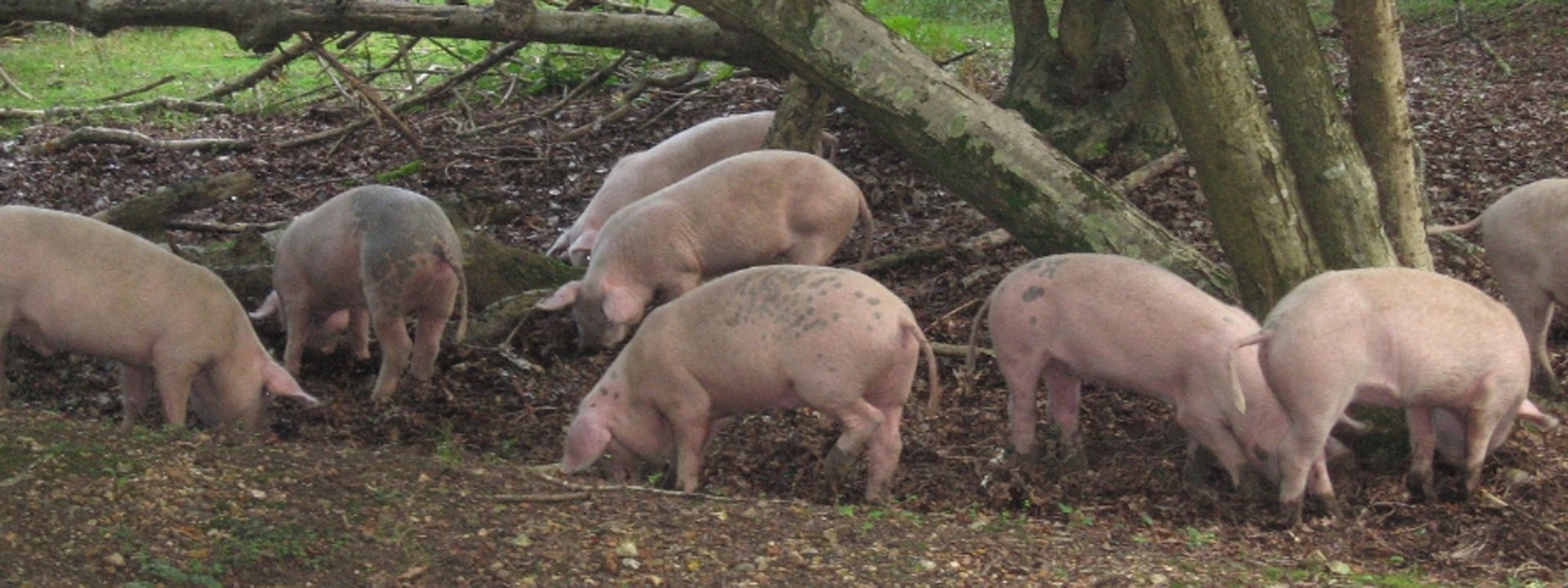 Pigs New Forest National Park Authority