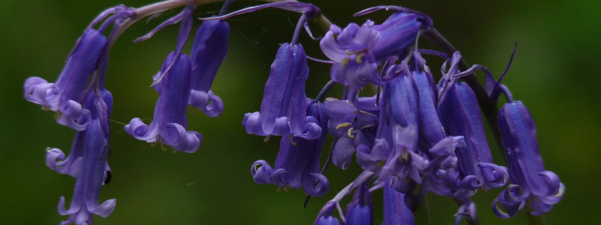 Woodland Flowers New Forest National Park Authority