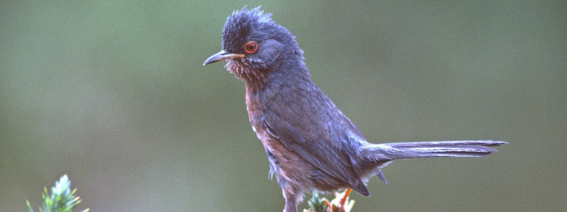 Dartford Warbler New Forest National Park Authority