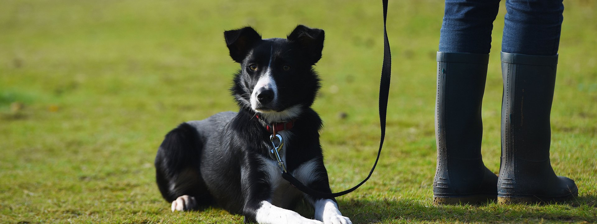 new forest dogs off lead