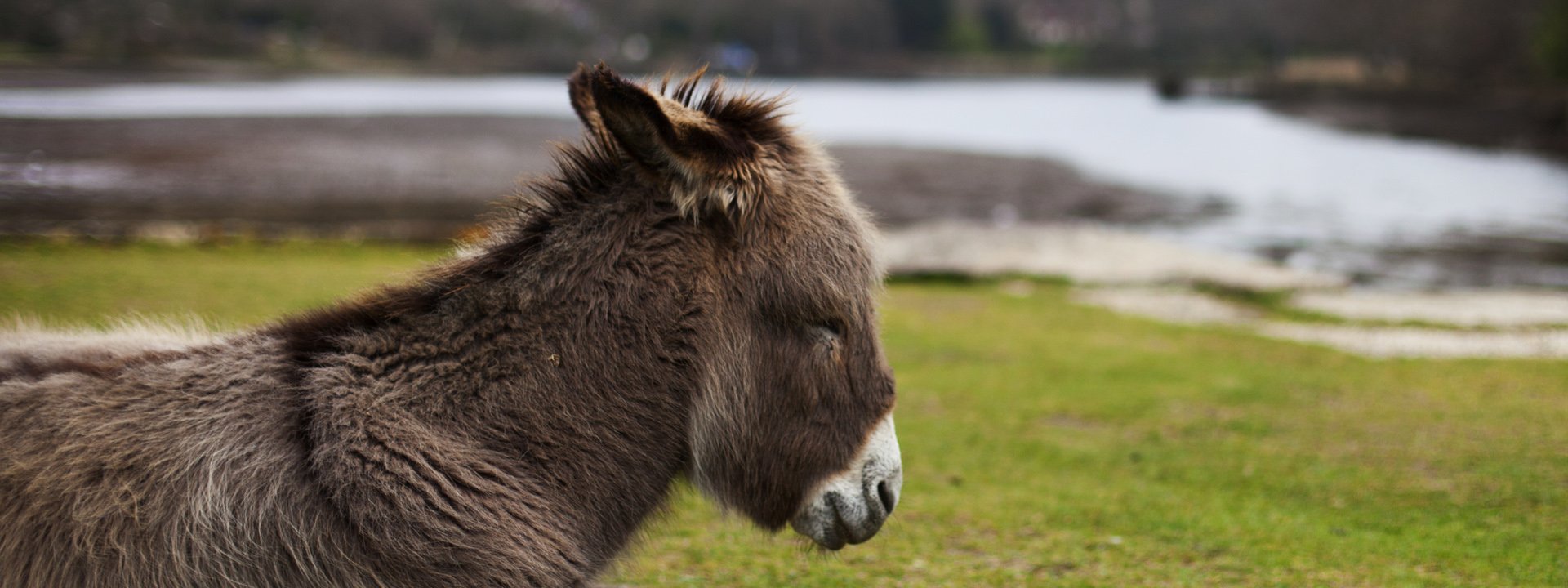 Who does what - New Forest National Park Authority