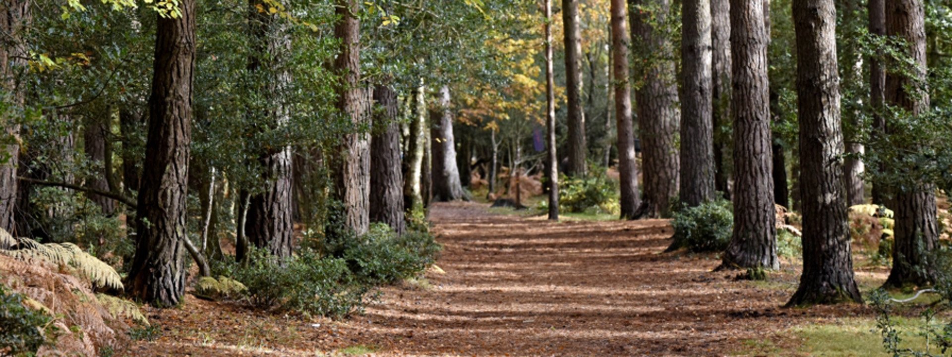 Accessible Visits - New Forest National Park Authority