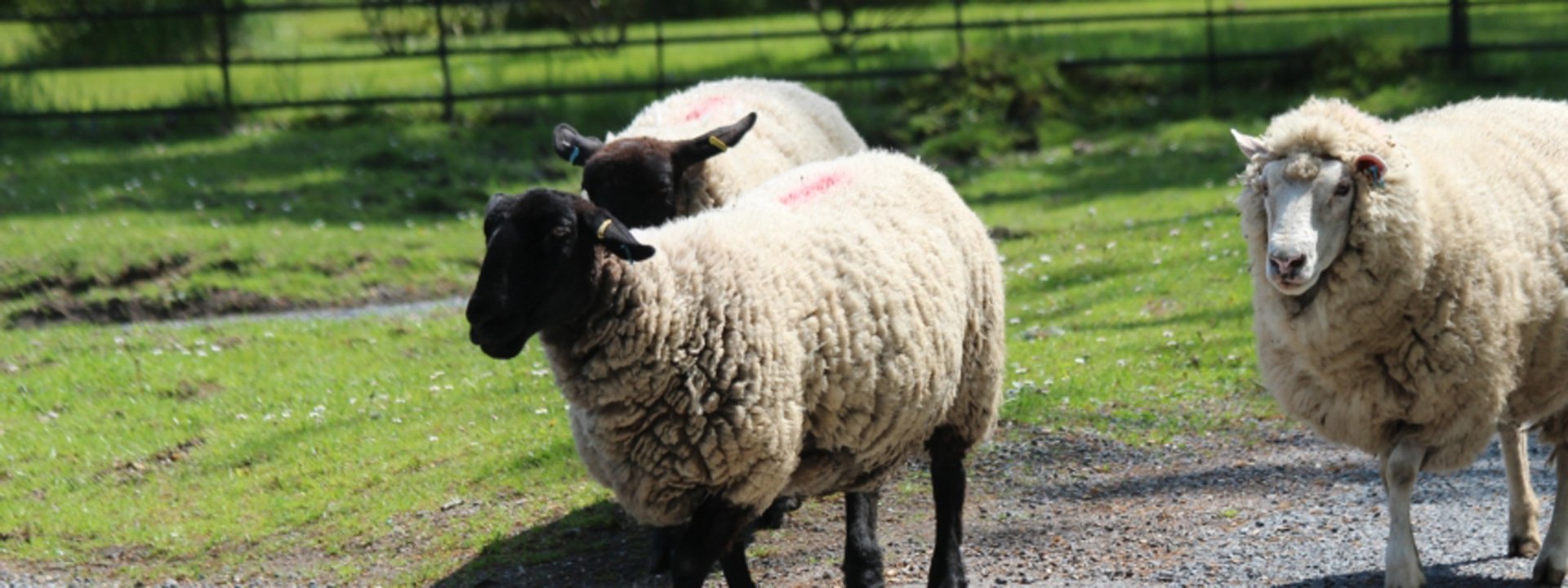 Sheep New Forest National Park Authority