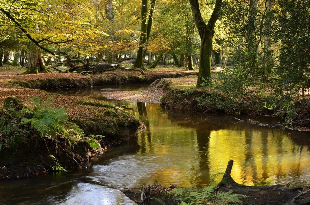 Understanding the New Forest’s Natural Capital - New Forest National ...