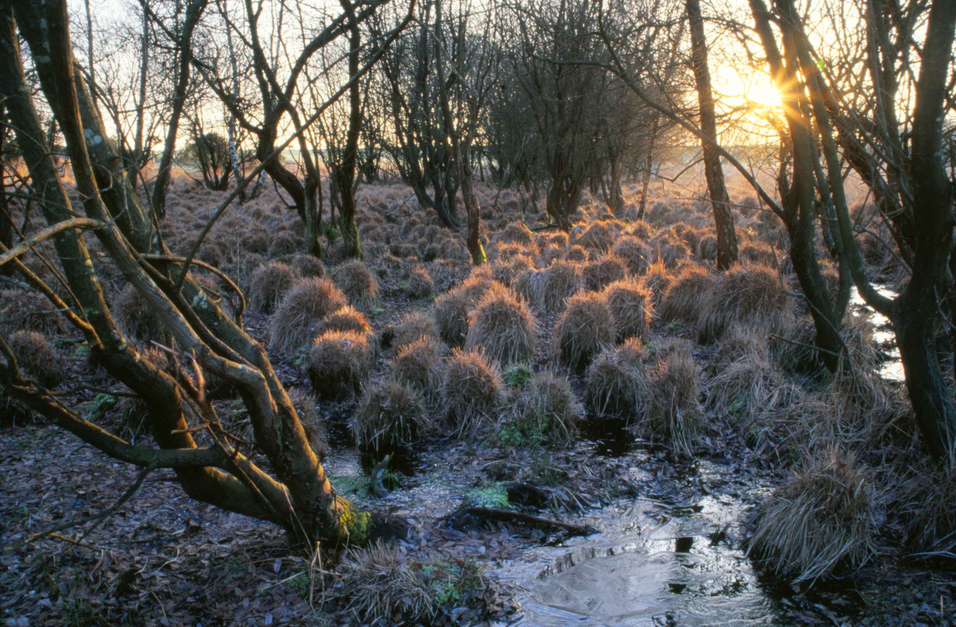 National Grid Powers A Brighter Future For New Forest Landscapes - New ...