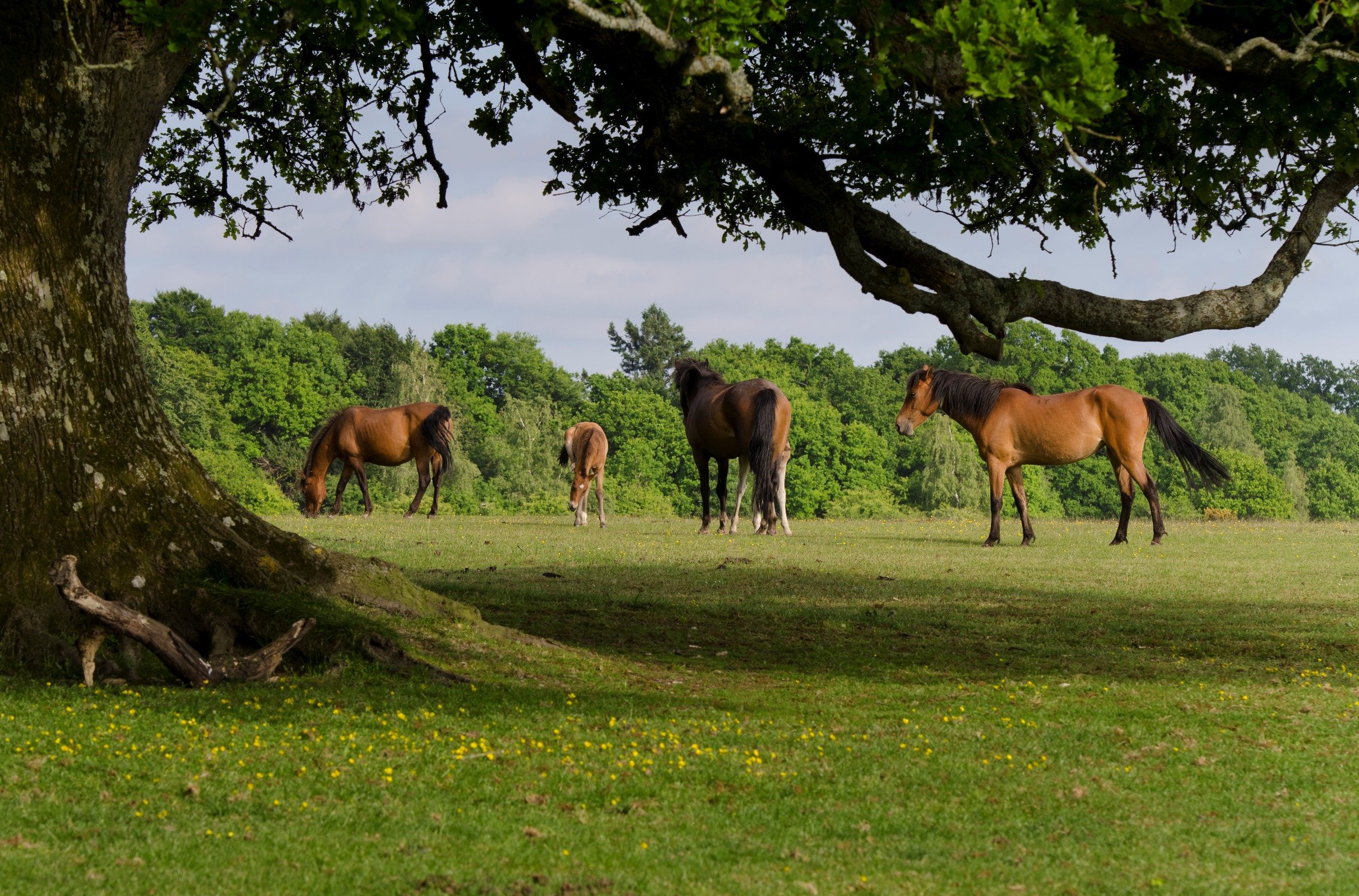 New forest. Национальный парк Нью-Форест. Нью Форест Англия. Нью Форест Англия Гемпшир. Нью-Форест Гемпшир лес.