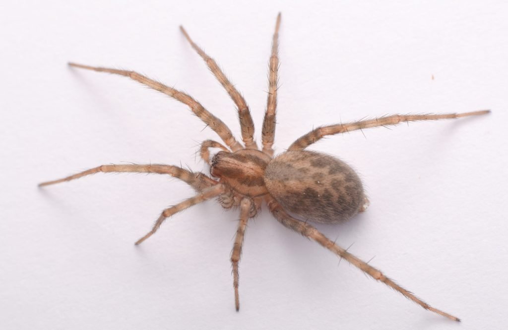 House spider - New Forest National Park Authority