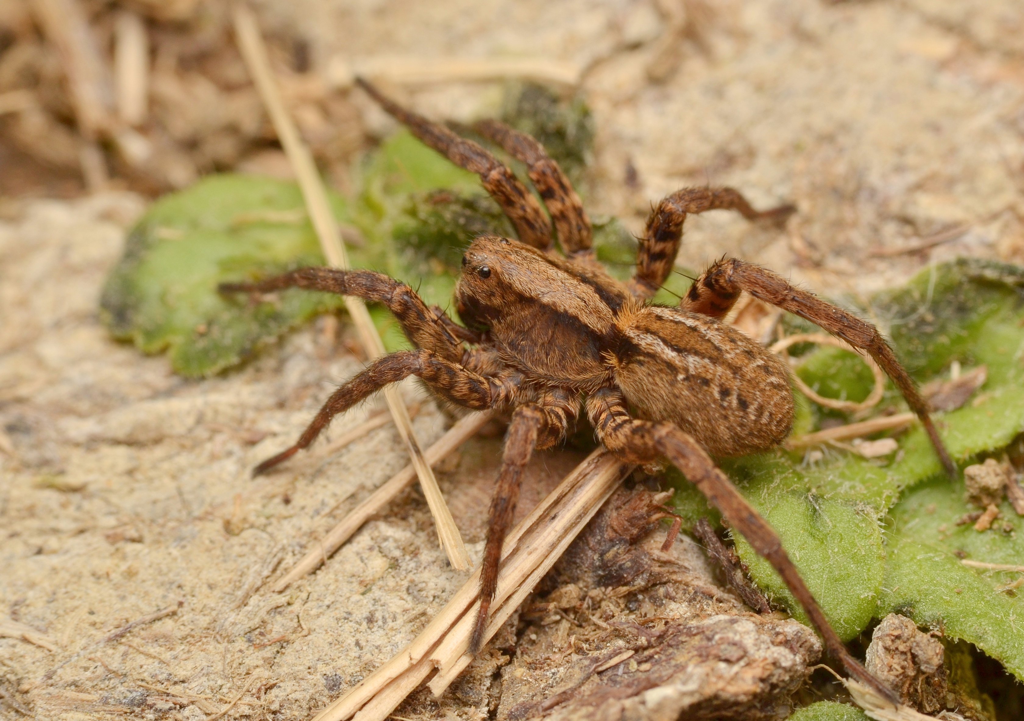 Do Wolf Spiders Have Striped Legs