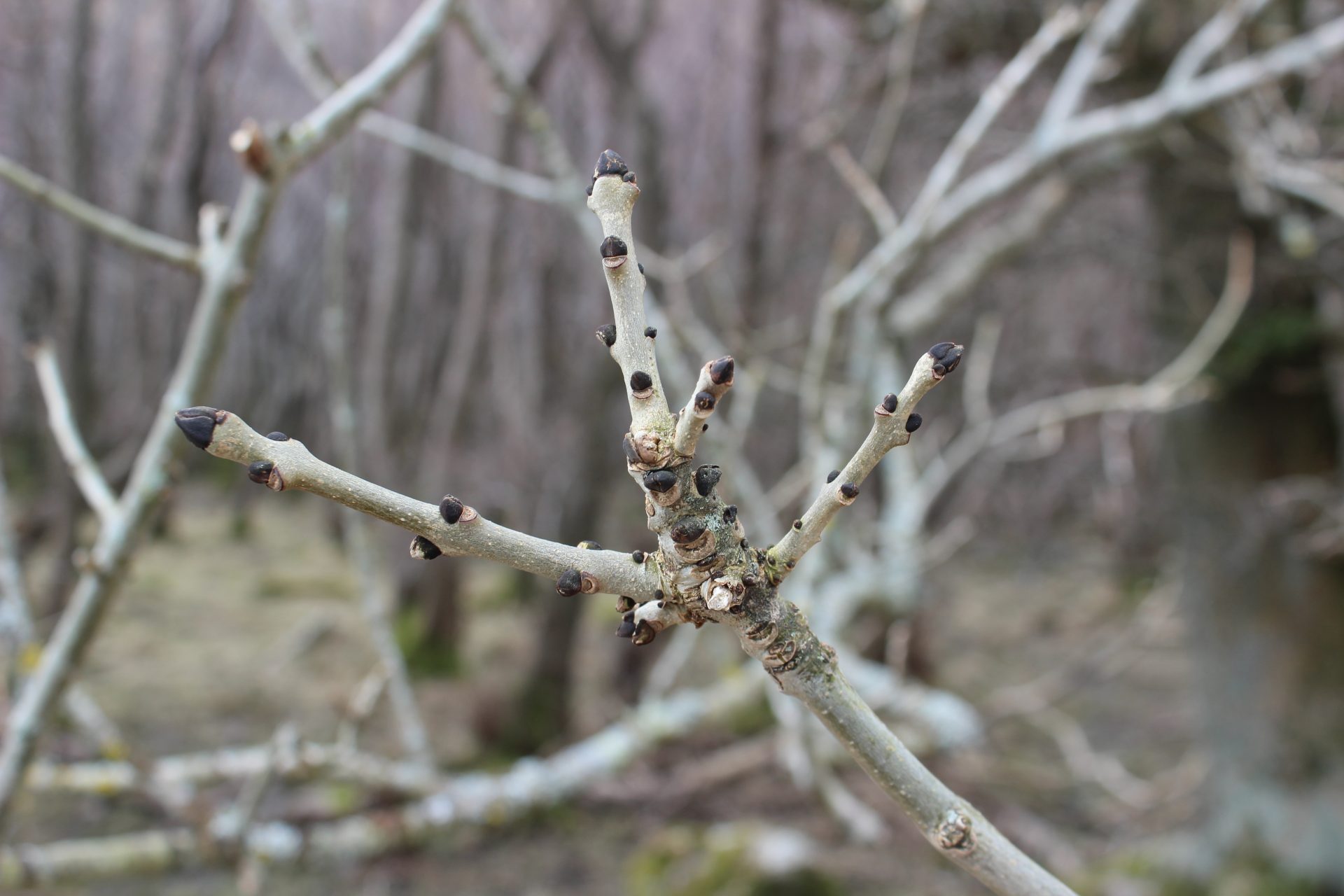 Ash - New Forest National Park Authority