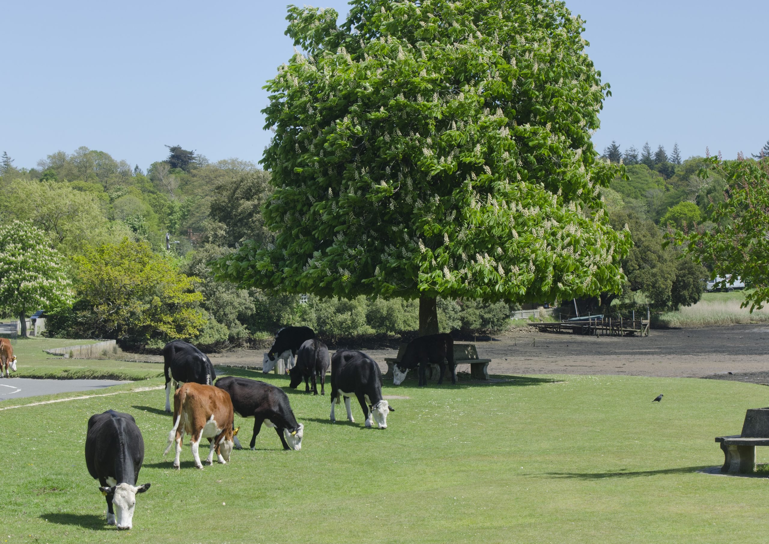 Trees - New Forest National Park Authority 