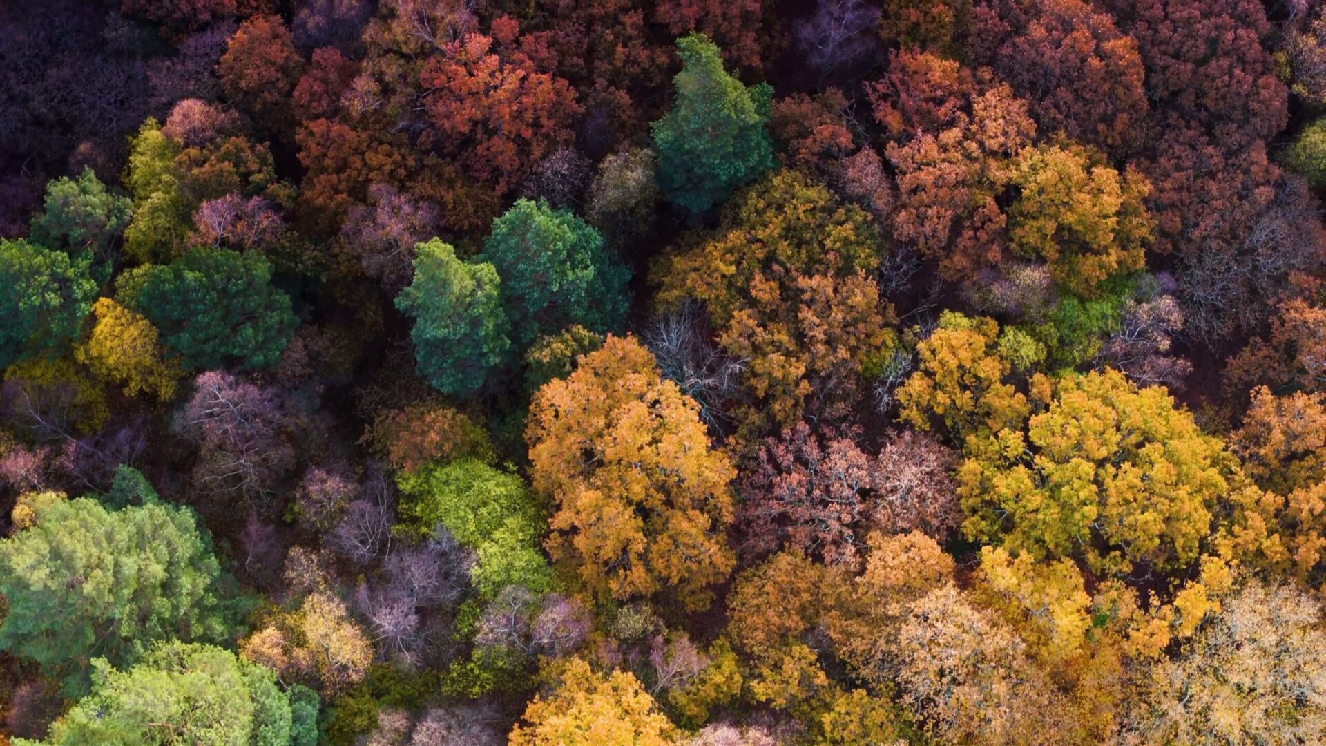 overview of autumn tree canopy