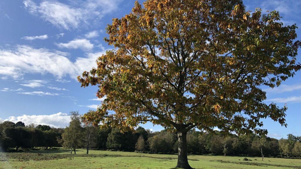 A tree with brown leaves in a parkland with blue sky and clouds