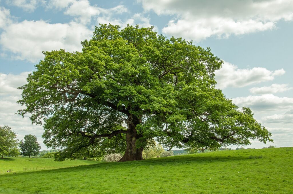 Oak tree in the summertime