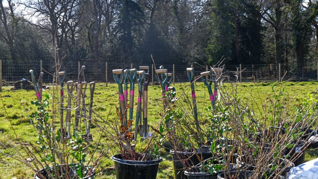 Small trees ready to be planted in a field alongside spades