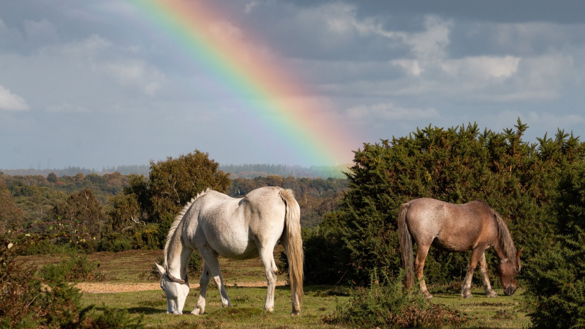 New Forest ponies graze as a giant colourful rainbow crosses the sky in the background near Bolton's Bench, Lyndhurst