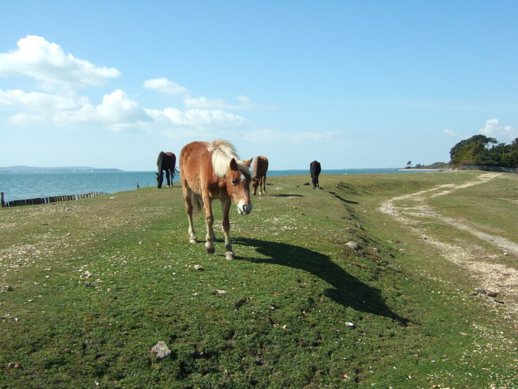 ponies walking across grass by the sea