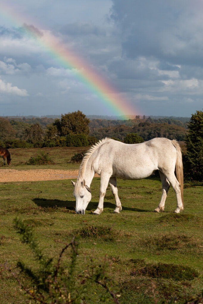 New Forest ponies graze as a giant colourful rainbow crosses the sky in the background