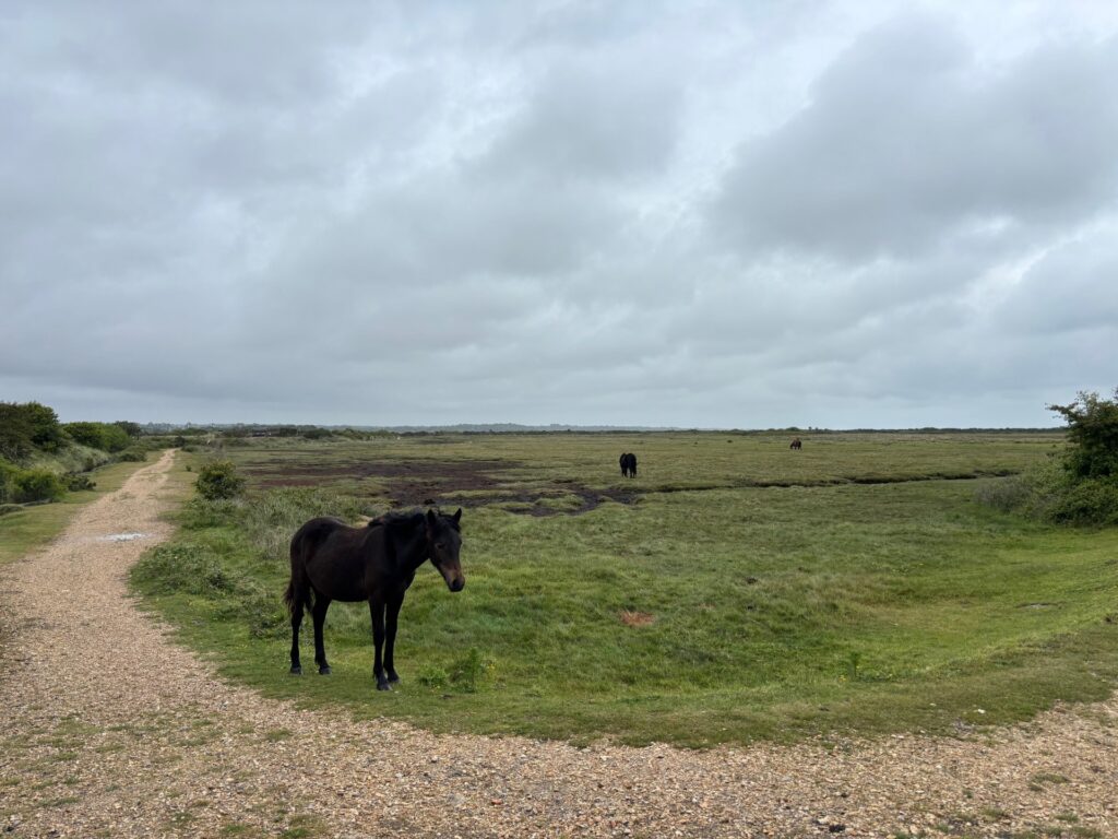 Lymington Marshes
