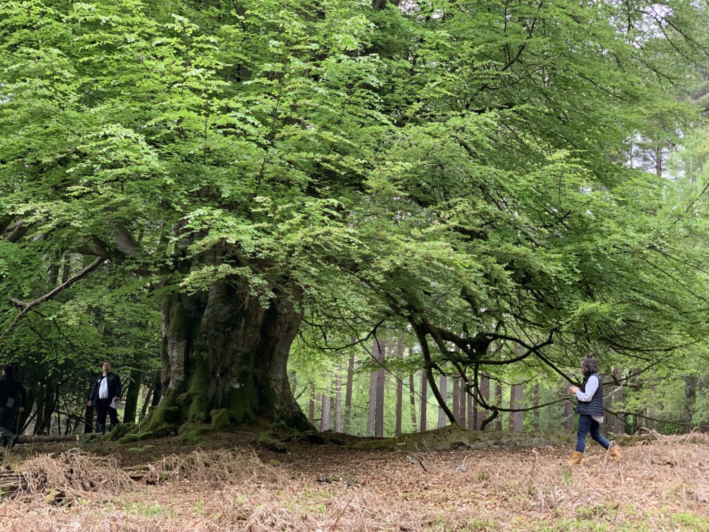 People under an ancient tree