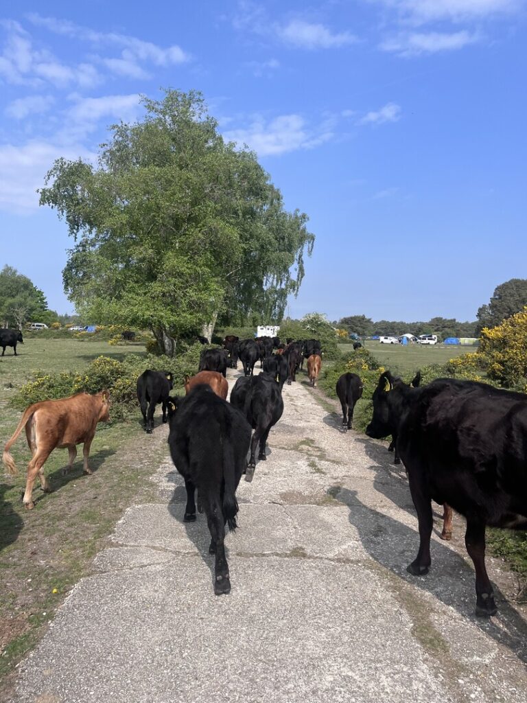 cows from Hatchet's Farm Beaulieu moving along path