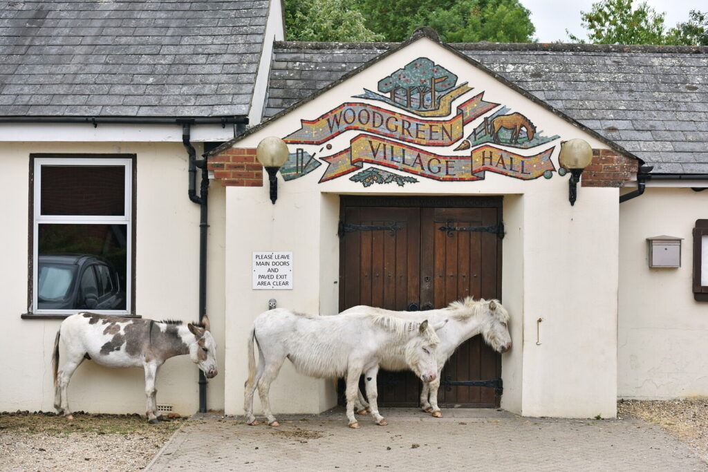 three white donkeys standing outside a village hall