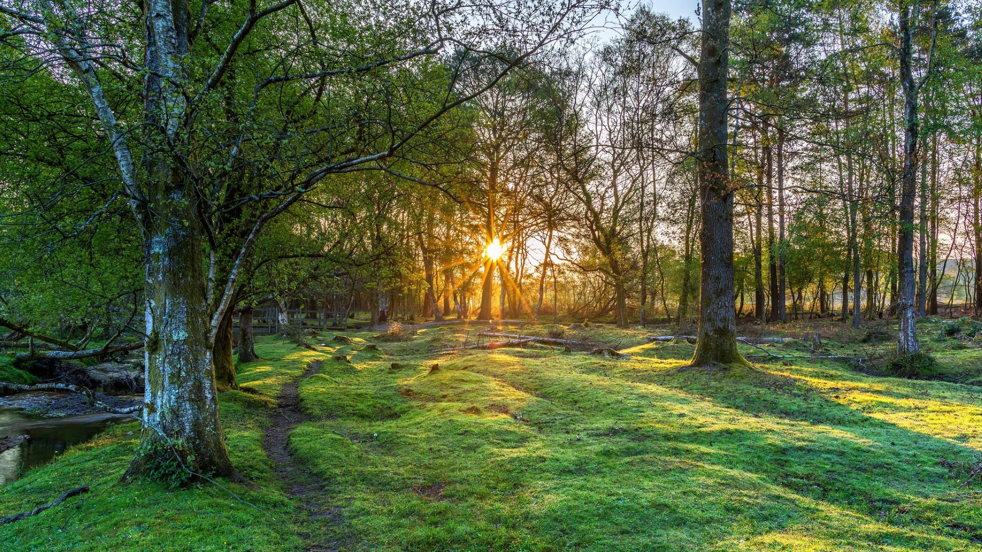 sunrise at a woodland