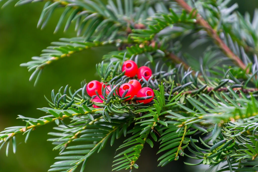 A green branch with the red berries