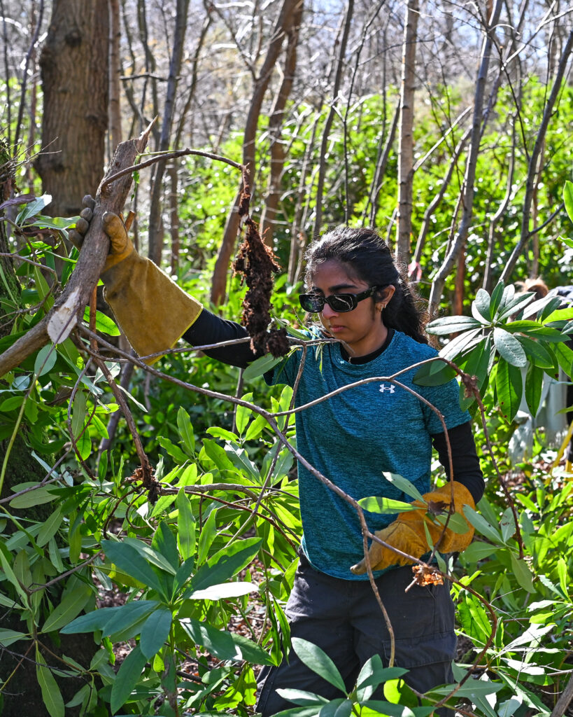 A young woman wearing protective gloves clearing branches from a forest