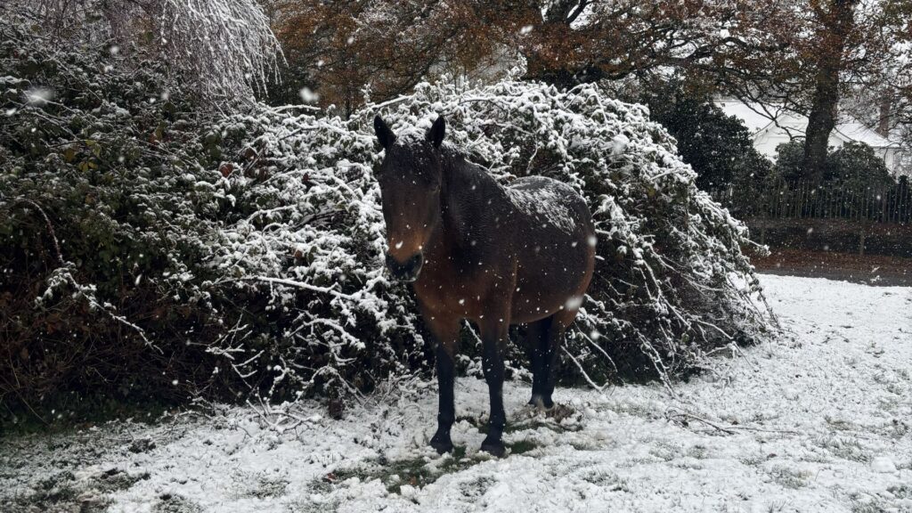 brown pony standing on snow with a bush behind