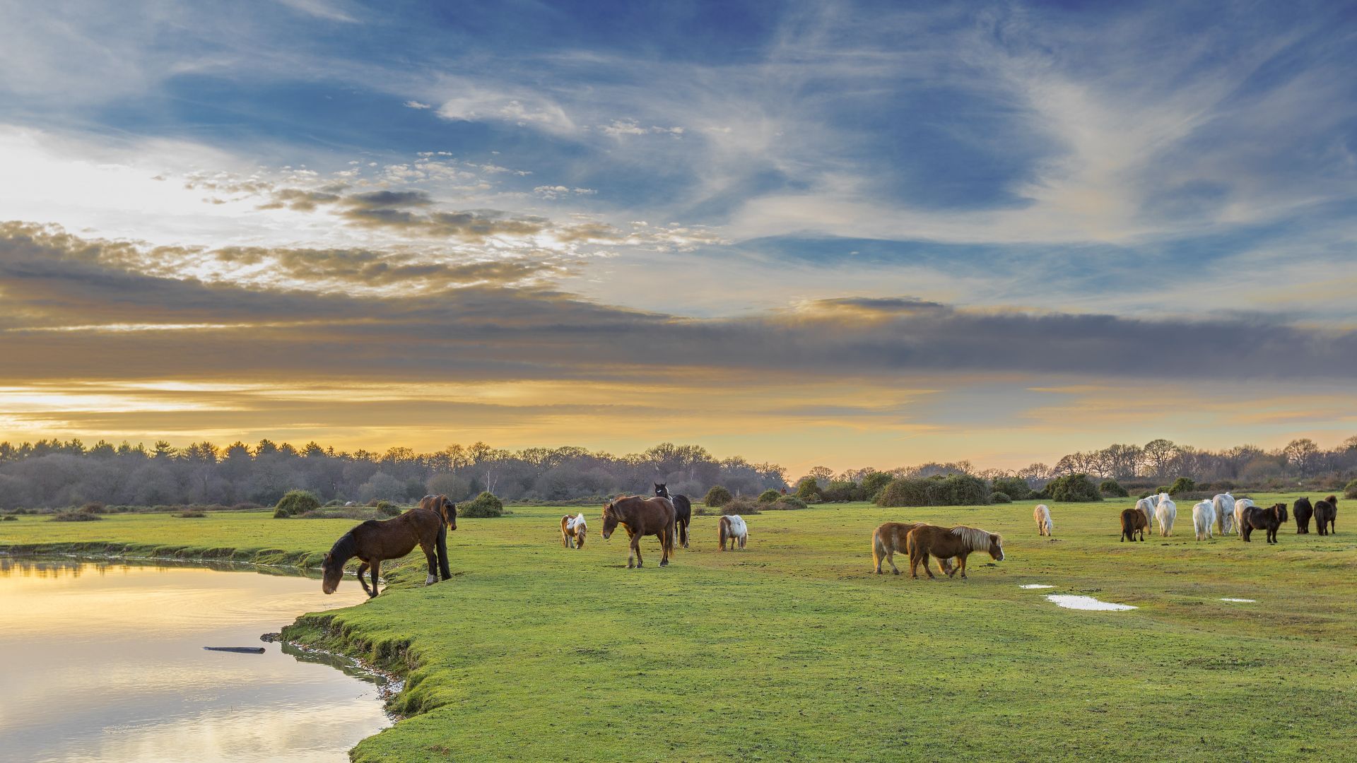 ponies on a grassy plain