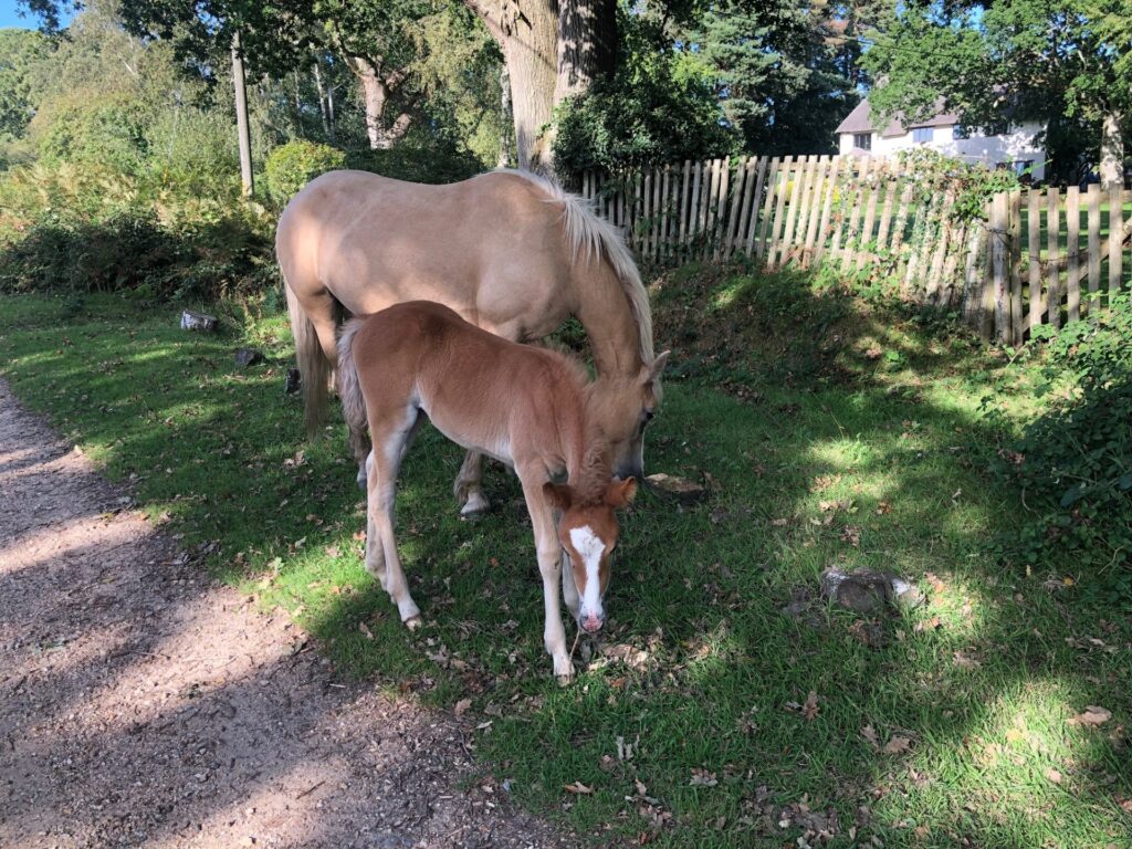 Brockenhurst Village