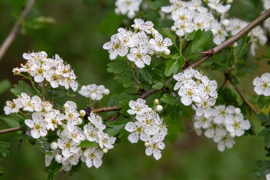 Blooming Crataegus monogyna showcases clusters of white flowers