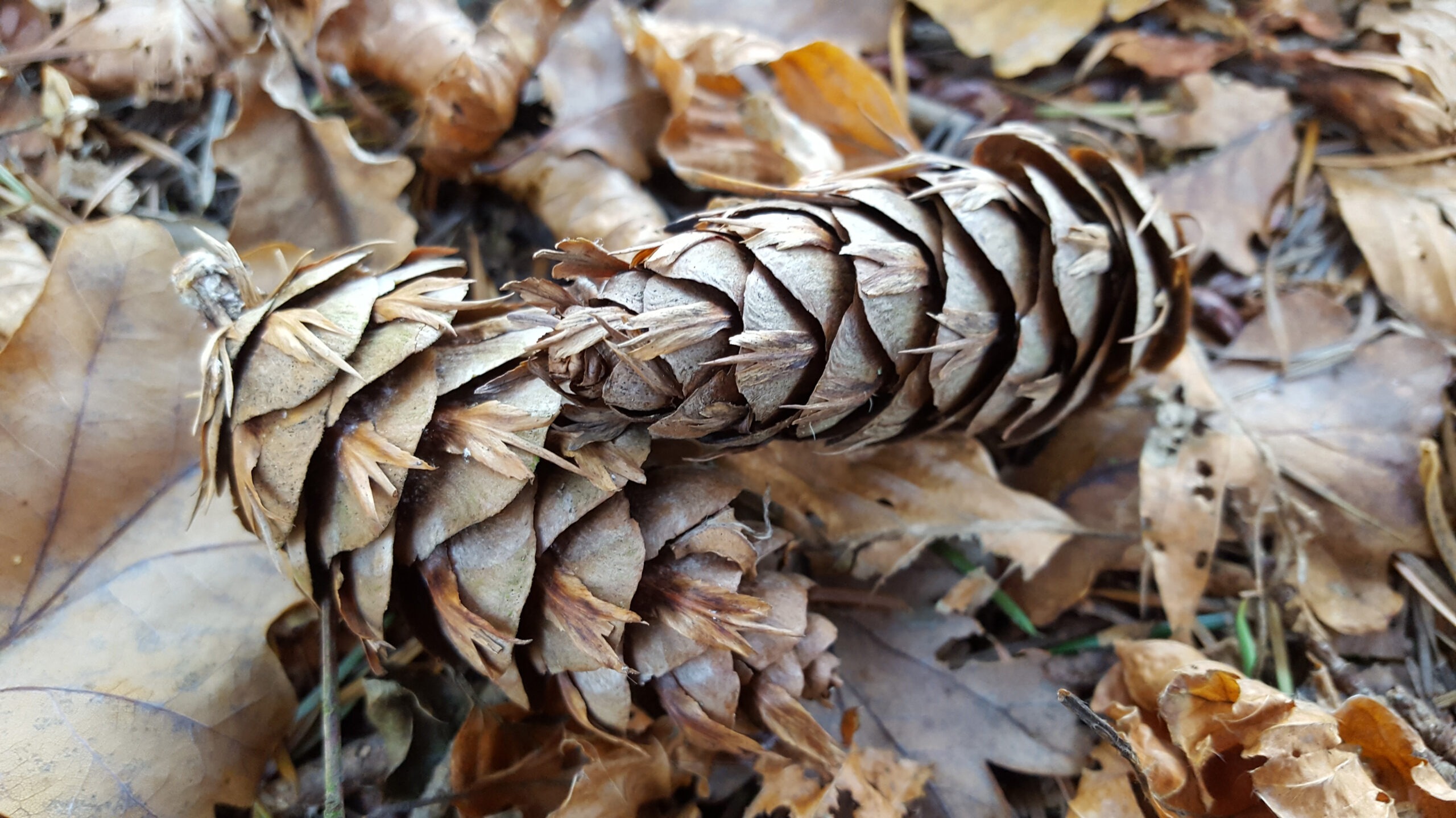pine cones closeup on a bed of leaves