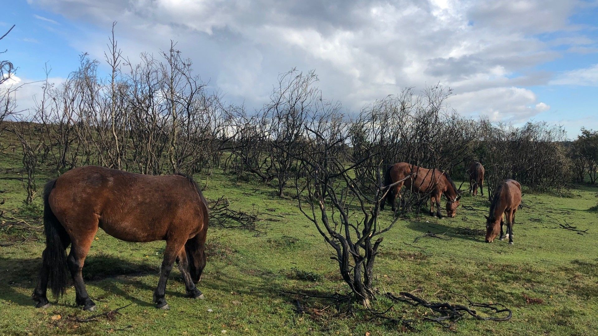 Brown ponies grazing among burnt bushes