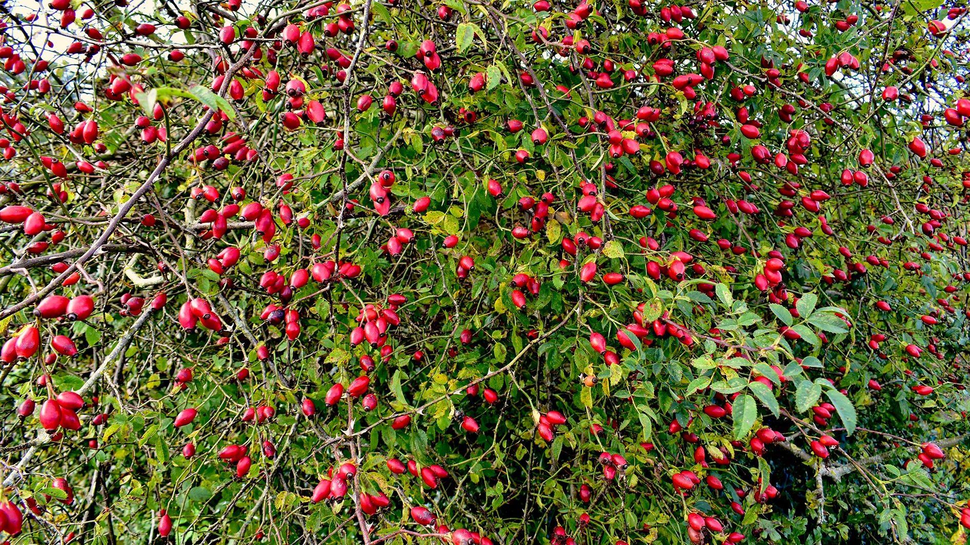 Dog rose bush in autumn, West Midlands, England, UK