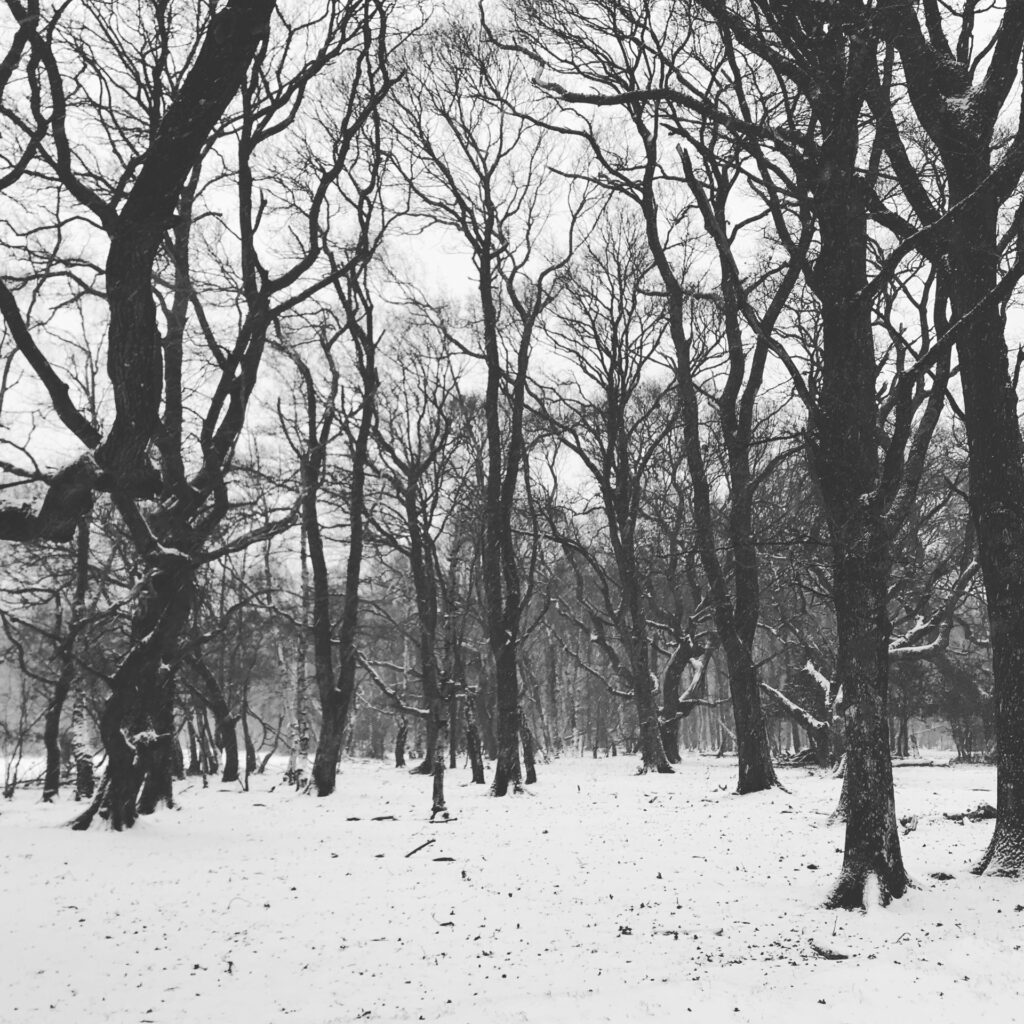a wood with the forest floor covered in snow