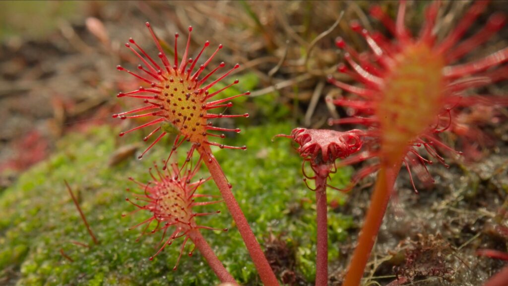 a close up of a spikey red plant
