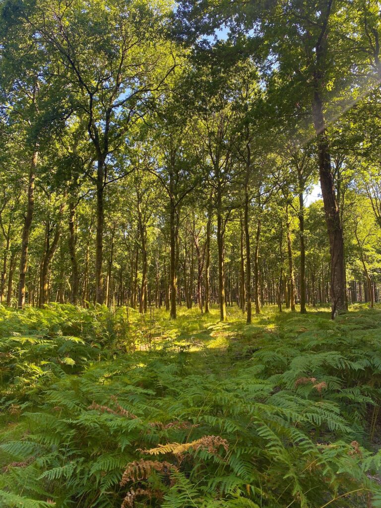 trees and bracken in sunlight