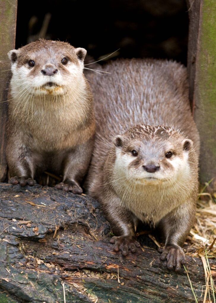 two otters
