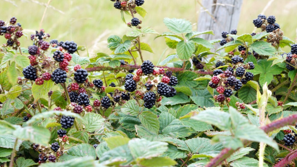 A hedge with bramble fruits