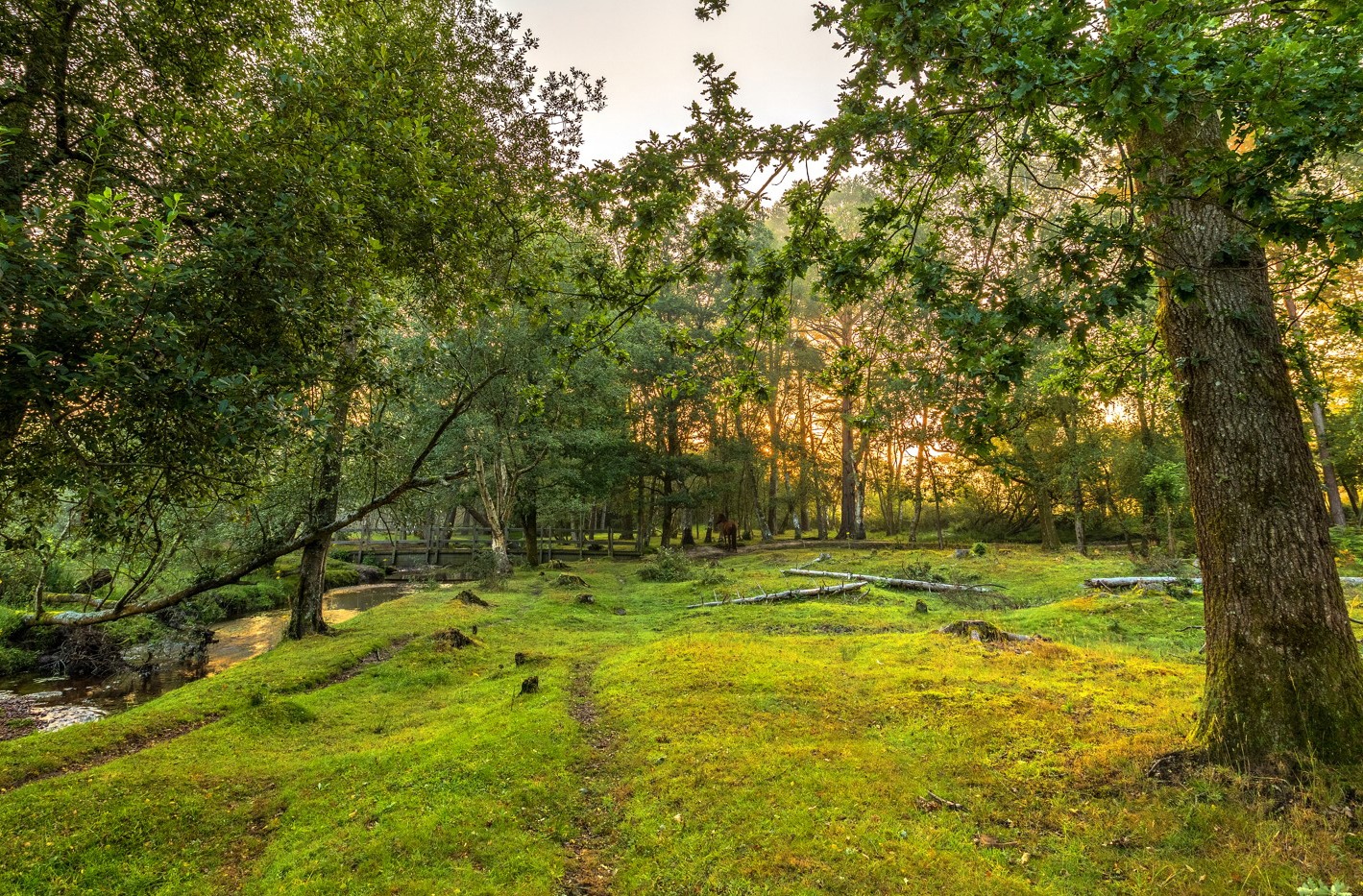 Sun through the trees in a woodland with a lush green floor