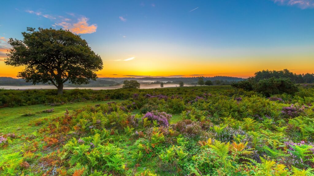 Bracken and heather in the New Forest with misty sunrise