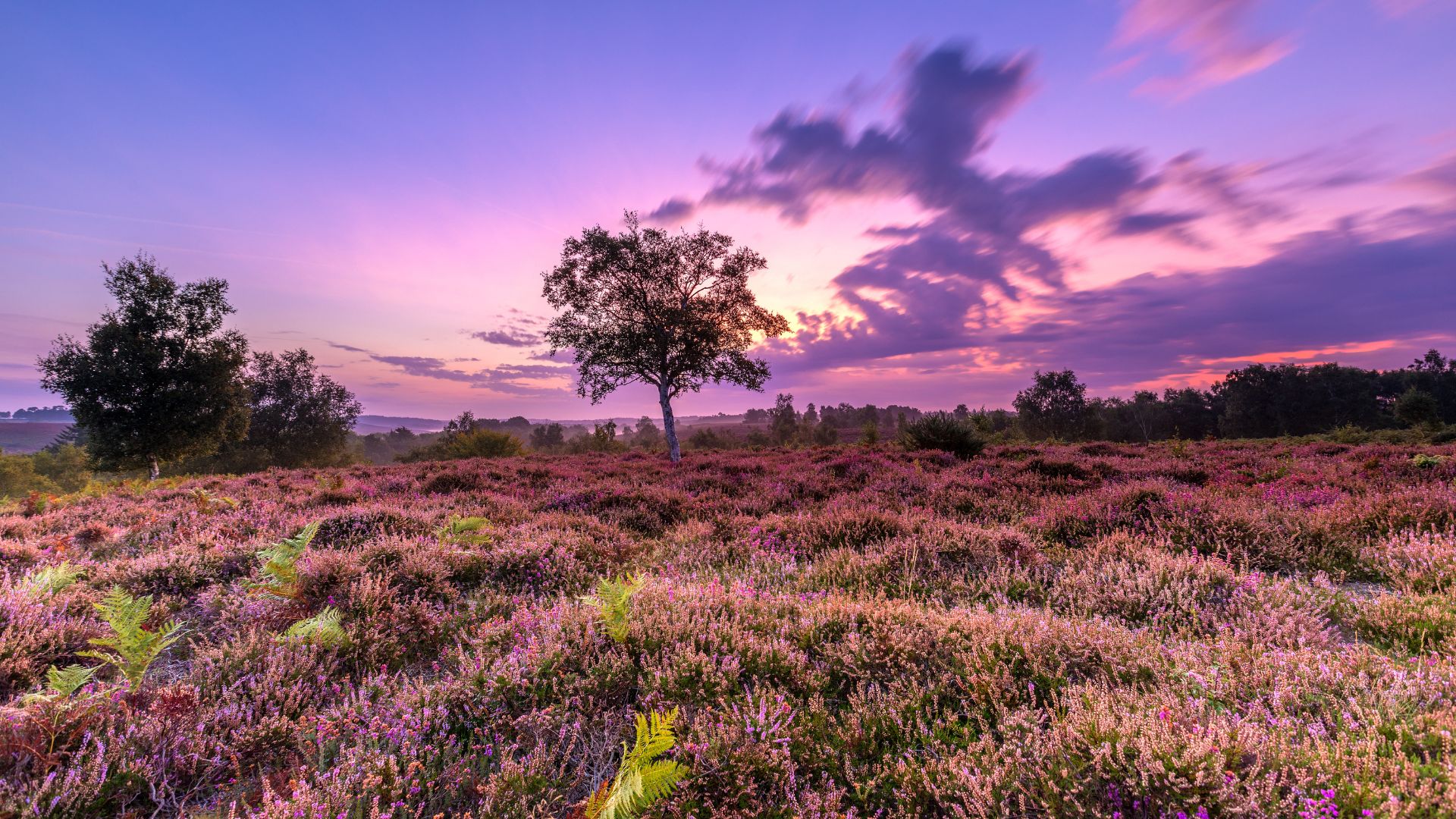 pink and purple sunrise over Rockford Common heather and trees
