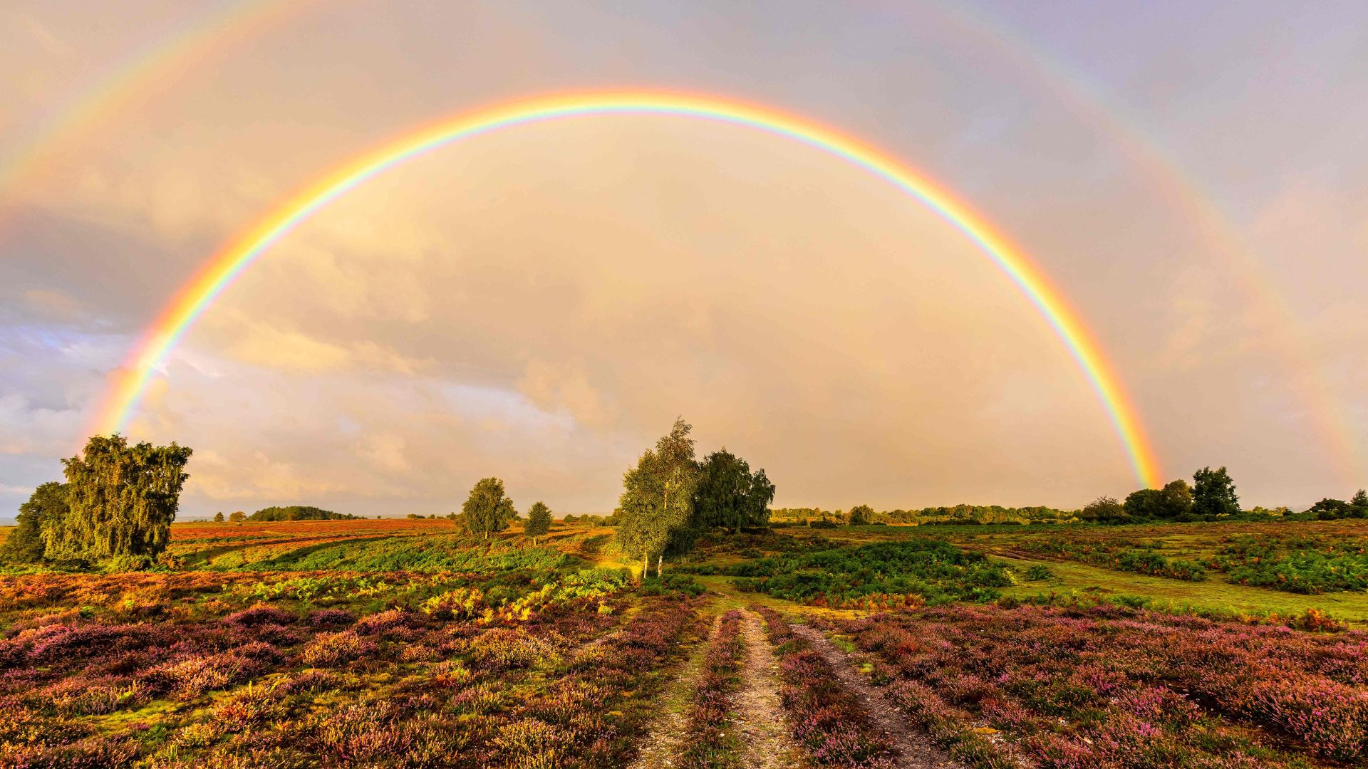 rainbow over heathland in the New Forest