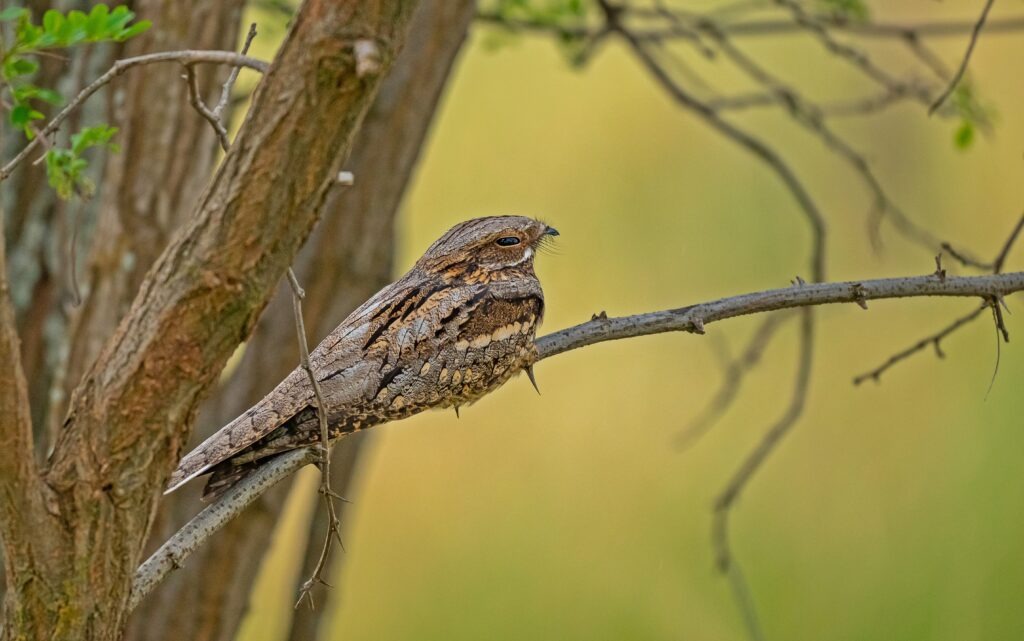 Brown bird sitting on a branch