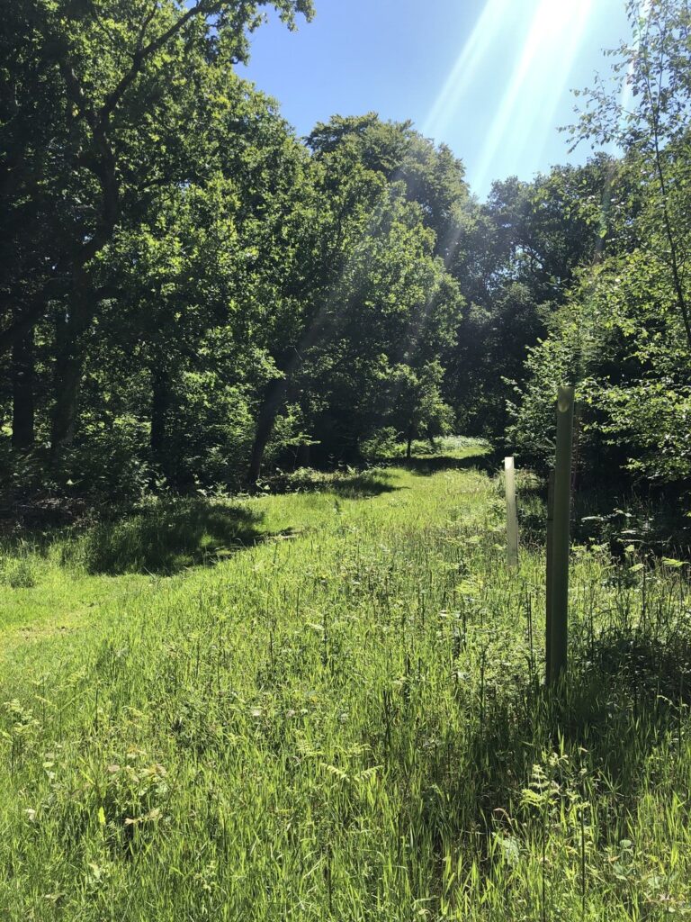 Sun shining on a grassy glade in woodland