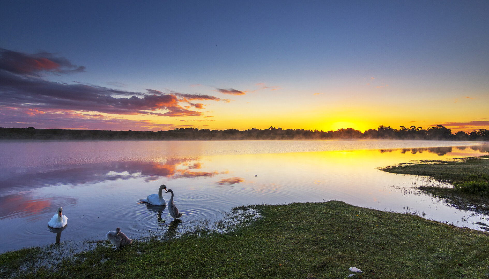 sunset over New Forest pool of water with ducks and swans
