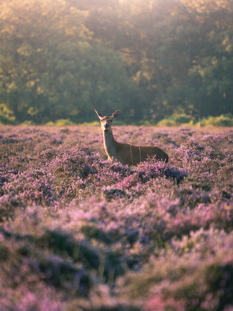 Deer in the heather