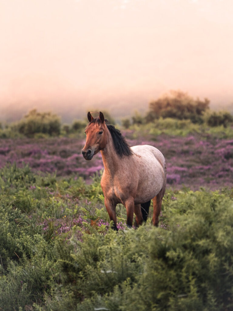 Pony in the heather and ferns