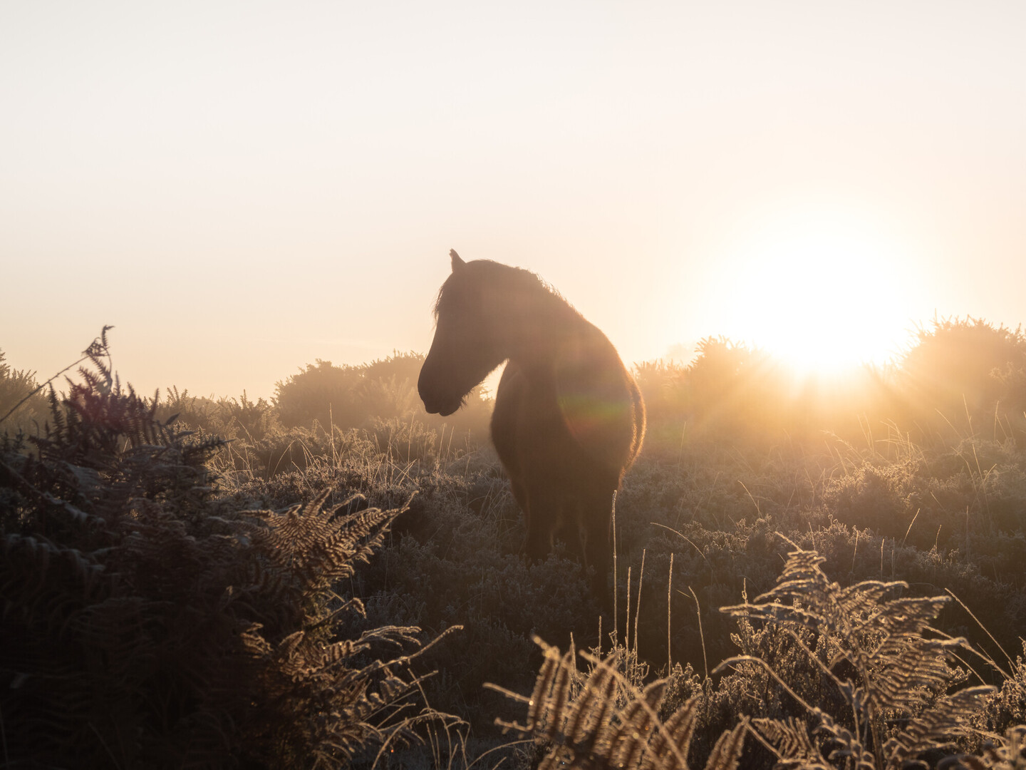 pony silhouette amongst the ferns